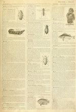 Load image into Gallery viewer, Entomology Dictionary Page
