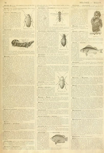 Entomology Dictionary Page